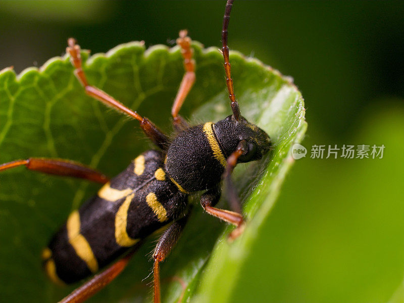 黄蜂甲虫