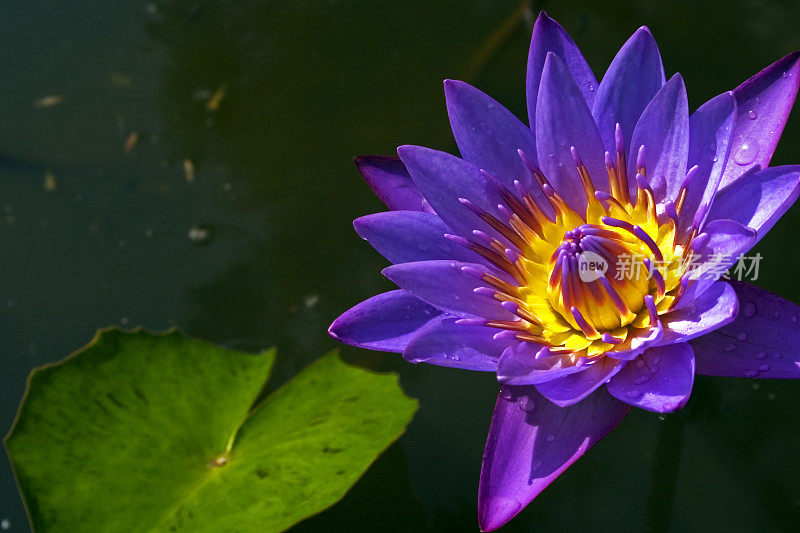 水百合在印度水平紫色花