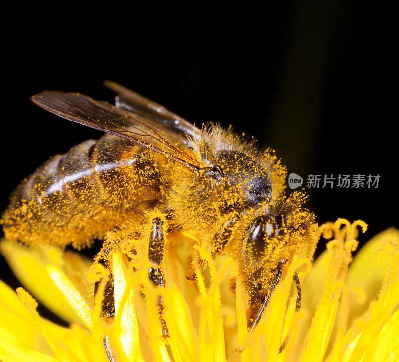 蜜蜂在蒲公英上