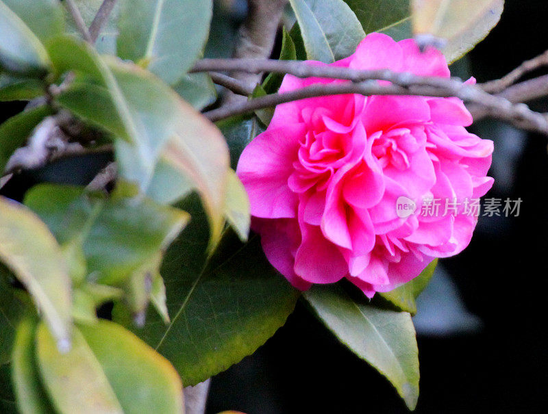 重瓣的粉红色山茶花，生长在花园里