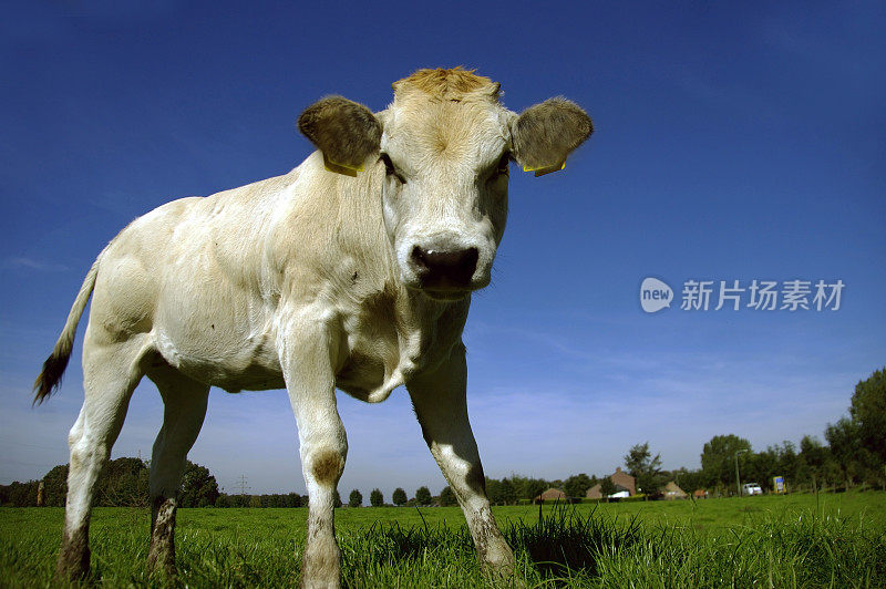 夏天草地上的小牛