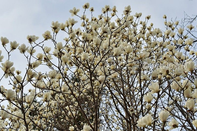 玉兰白玉兰花