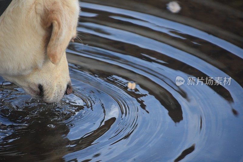 狗从水坑里喝水