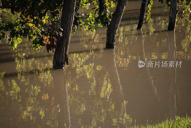 葡萄园在雨季被淹