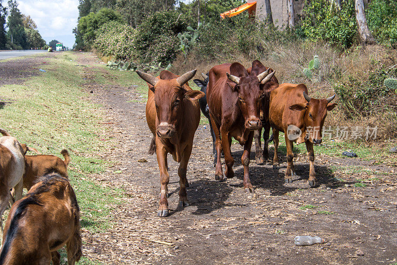 埃塞俄比亚:牛
