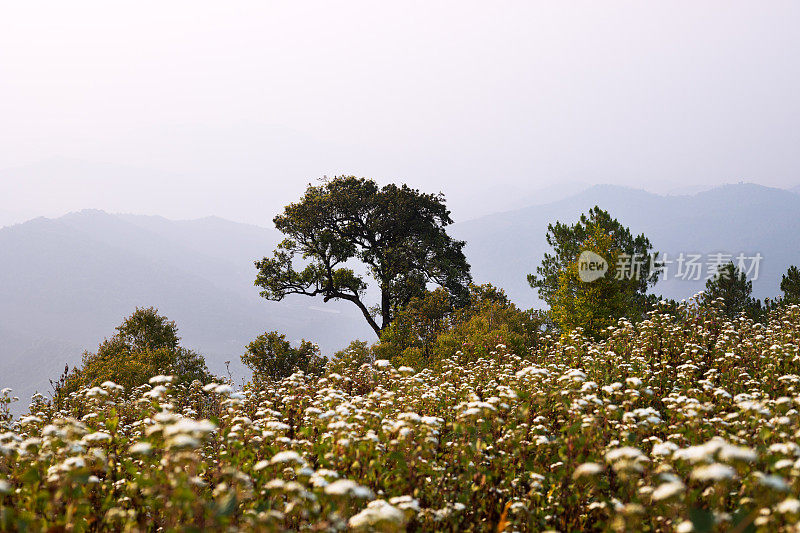 Doi孟Angkhet上的树和花