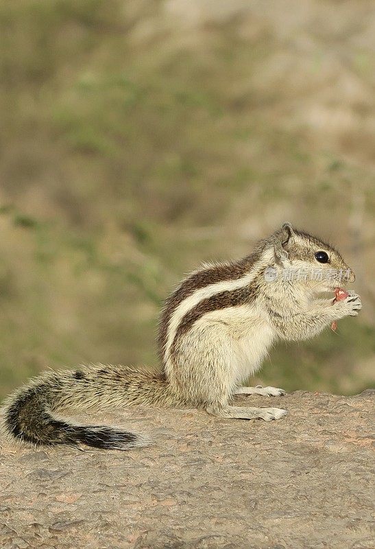 印度棕榈松鼠的形象，啮齿动物，站在树枝上用后腿吃坚果