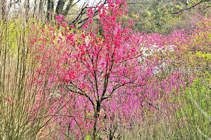 东京的春色:桃花盛开