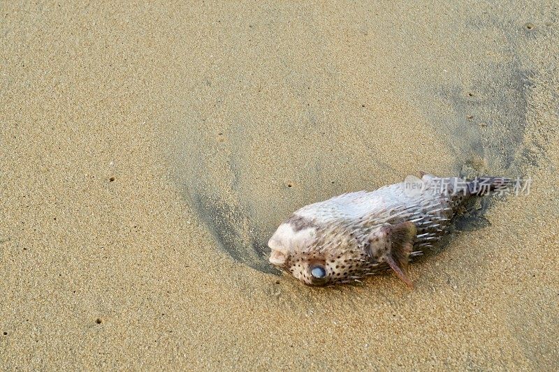 在被龙虾渔民抛弃后，危险的河豚死在喀拉拉邦的印度海边沙滩上。河豚照片，河豚鱼，泡泡鱼，气球鱼或海鸽