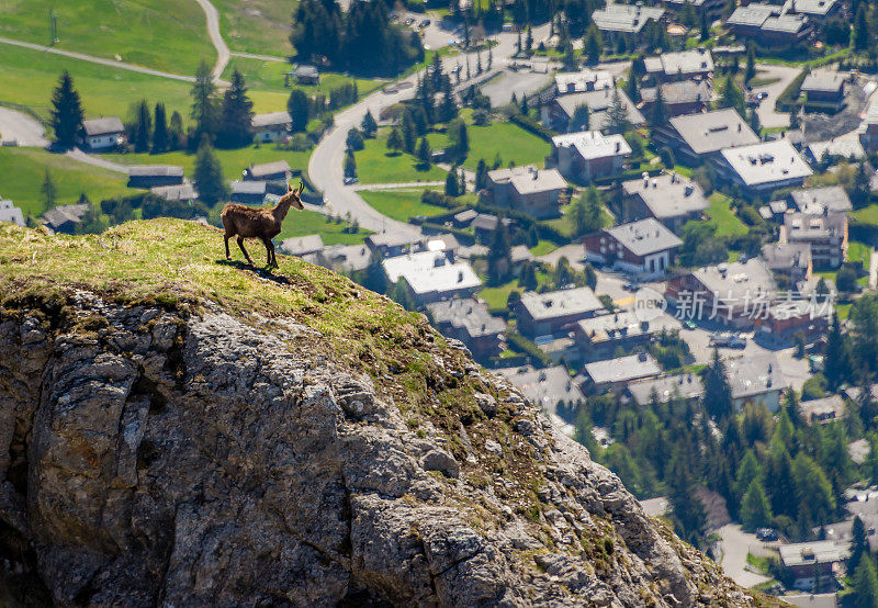 瑞士阿尔卑斯山山顶上的山羊。