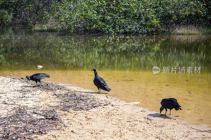 巴西里约热内卢的黑头秃鹫