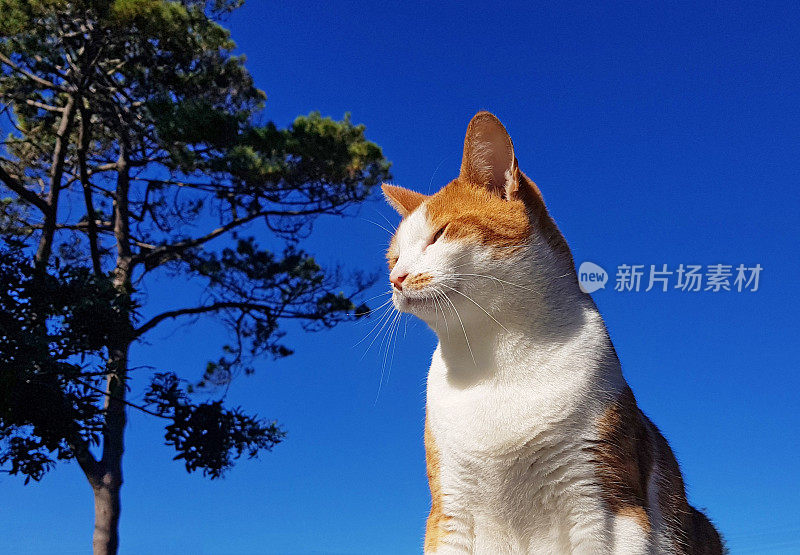 骄傲的猫享受阳光对天空