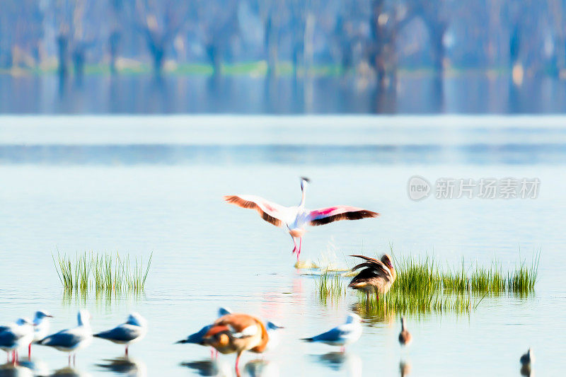 纳库鲁湖的水鸟