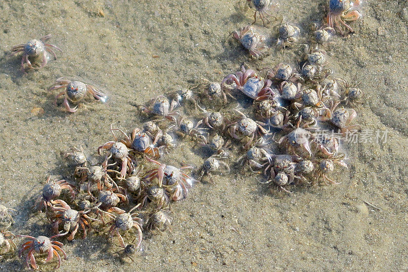 小沙蟹在海边的沙滩上奔跑，海边蟹爪隐藏在洞的特写在Palolem海滩度假，果阿度假，南印度，印度洋海岸线，迷你沙丘，海边蟹壁纸背景的甲壳类动物的照片