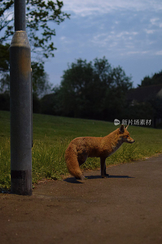 《红狐狸夜照》