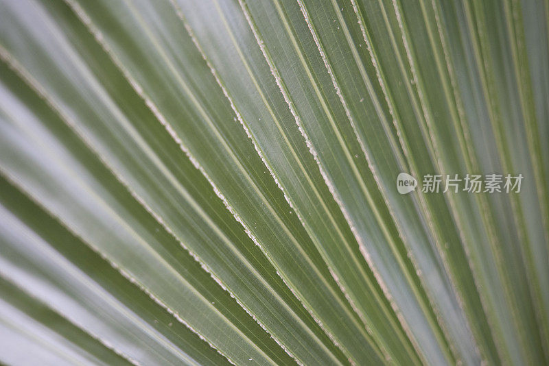 植物叶片特写抽象背景