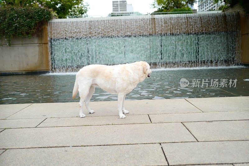 拉布拉多寻回犬