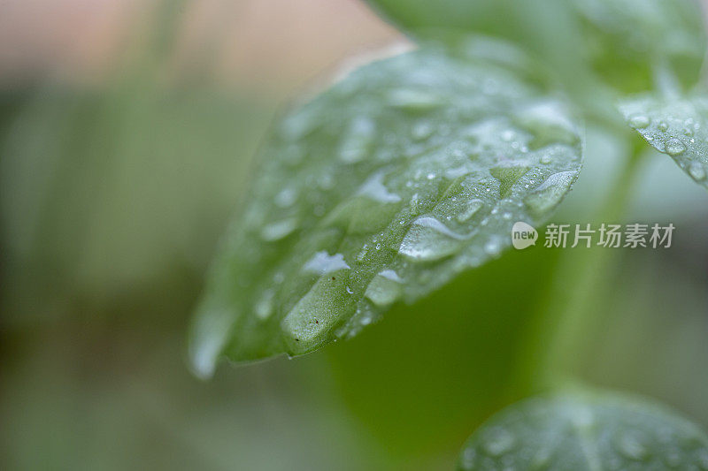 雨滴落在罗勒叶上