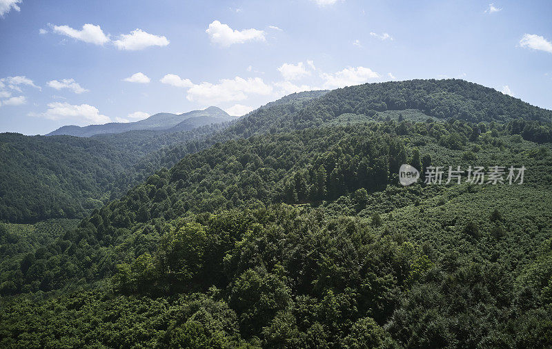 健康的绿色树木在云杉，冷杉和松树森林