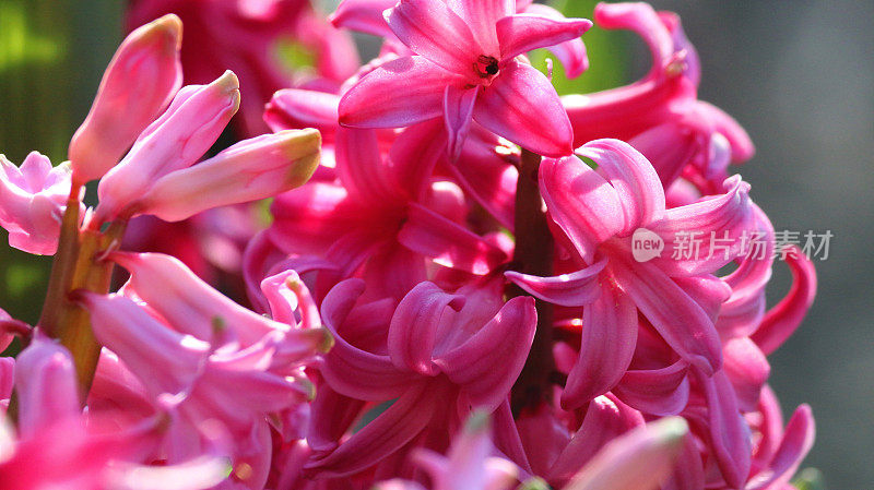 明亮的粉色风信子花的图像从春天的球茎，生长在庭院花盆在充分的阳光阳光，近距离微距的花瓣在开花的风信子粉红色珍珠盛开和盛开的鲜花与模糊的花卉园艺背景