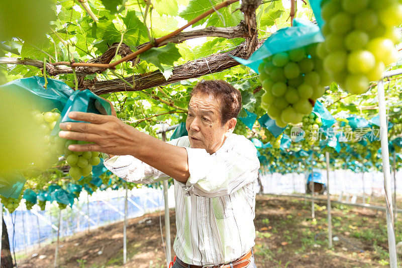 在葡萄园工作的日本老人