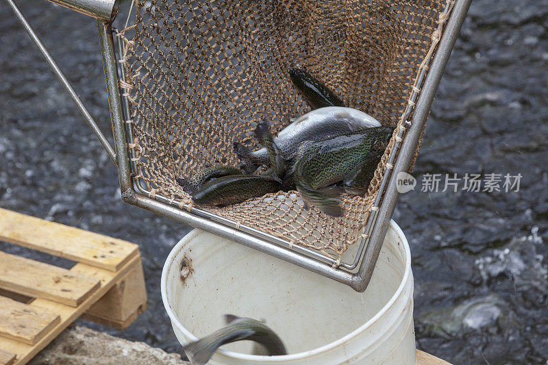 鳟鱼在鱼池