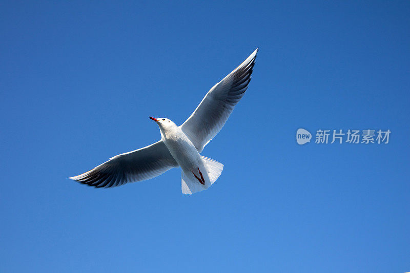 海鸥在湛蓝的天空中飞翔