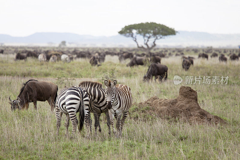 坦桑尼亚的斑马群