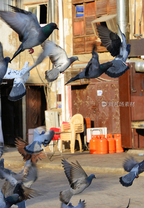 城市里的鸽子——在沙特阿拉伯吉达的阿尔巴拉德起飞