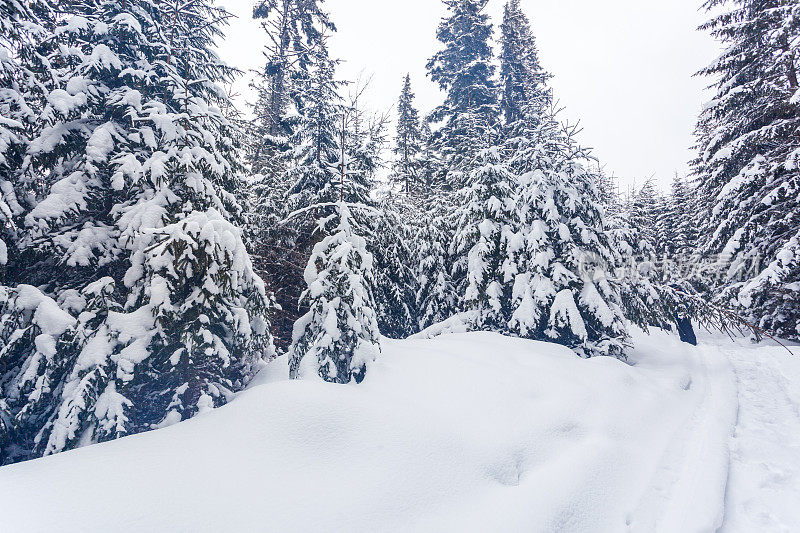 雪后冰雪覆盖的冷杉林和冬日灰蒙蒙的天空。喀尔巴阡山脉,乌克兰。