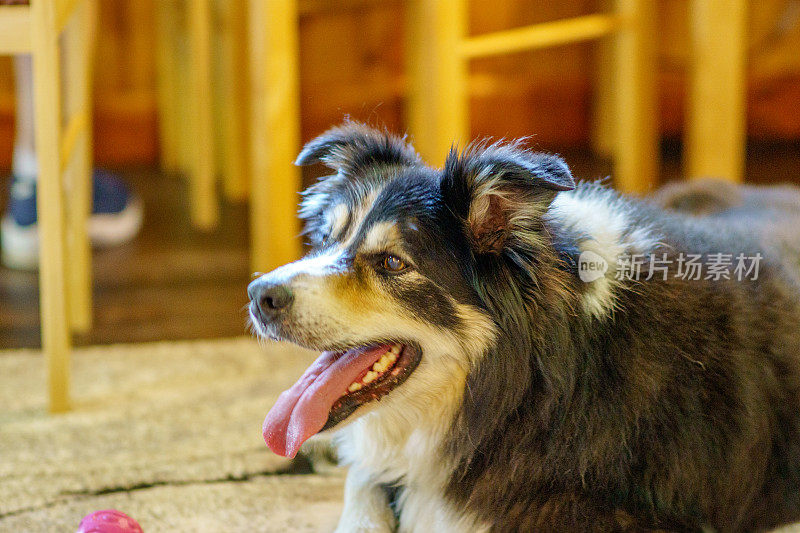 边境牧羊犬在门口