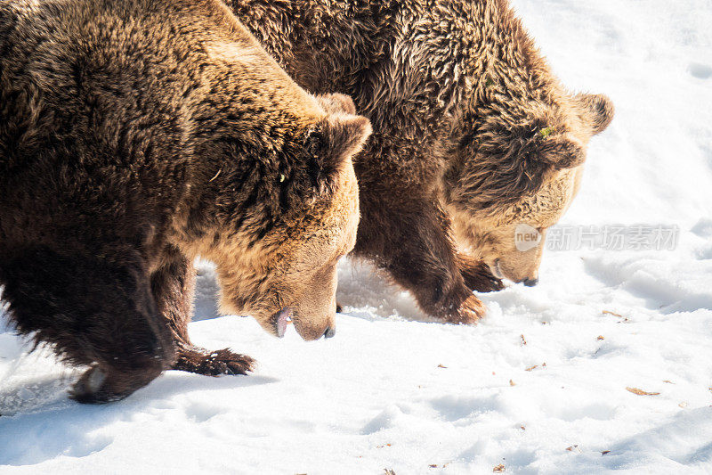 两只欧亚棕熊在奥地利阿尔卑斯地区的荒野中追寻着气味