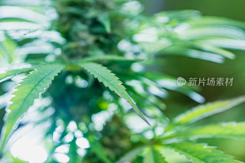 种植大麻