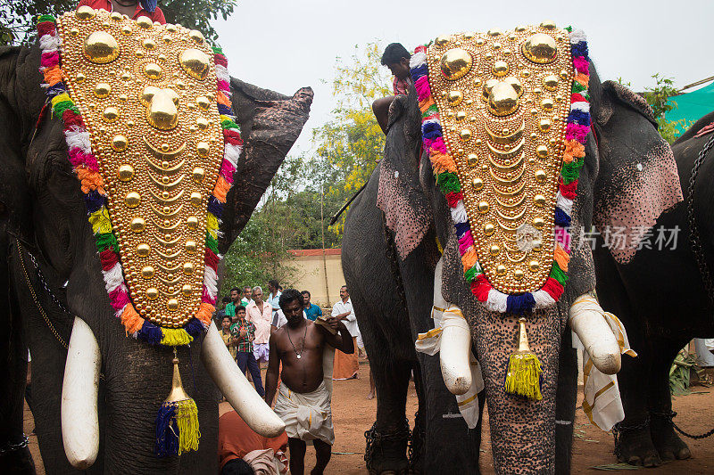 喀拉拉邦安纳马纳达庙会上，大象在游行
