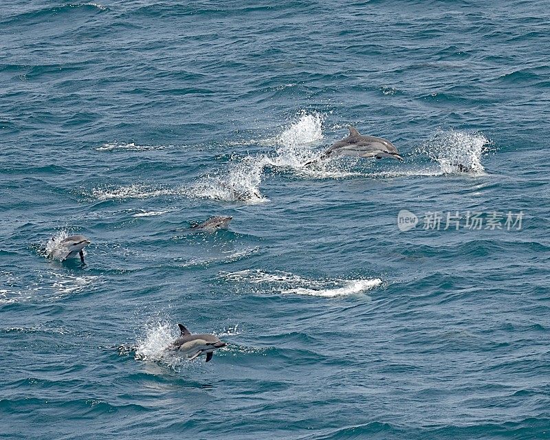 普通海豚和条纹海豚的混合荚跃过海洋