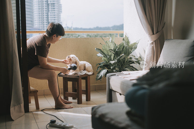 一位亚洲华人女性在她的阳台上为一只棕色玩具贵宾犬梳理和吹干毛发