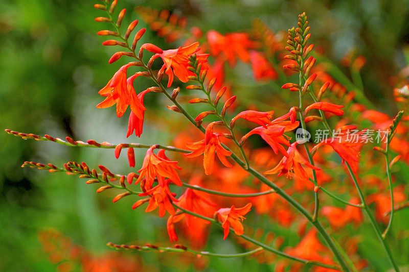 红色开花植物特写镜头