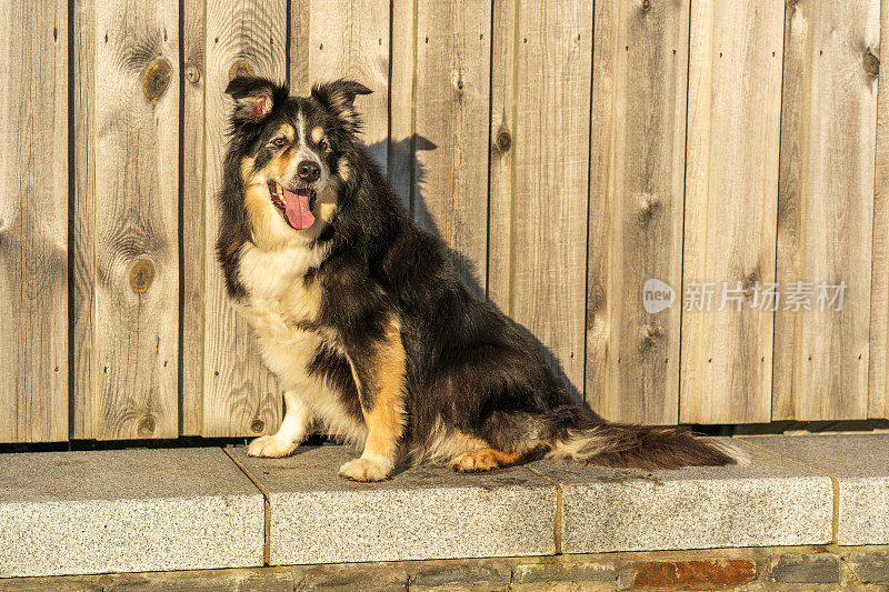 博德牧羊犬坐在木篱笆前