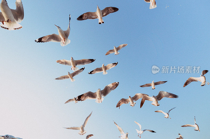 缅甸茵莱湖碧空中飞翔的海鸥