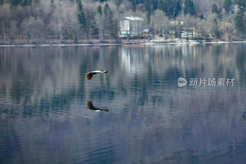 斯洛文尼亚Triglav国家公园Bohinj湖上空飞翔的鸭子