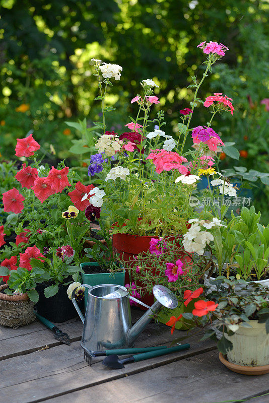 木庭院上的花盆上有夹竹桃、矮牵牛花和三色堇花和喷壶。