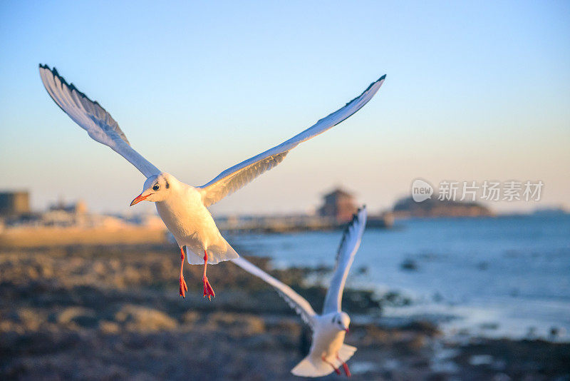 中国山东青岛栈桥上的海鸥