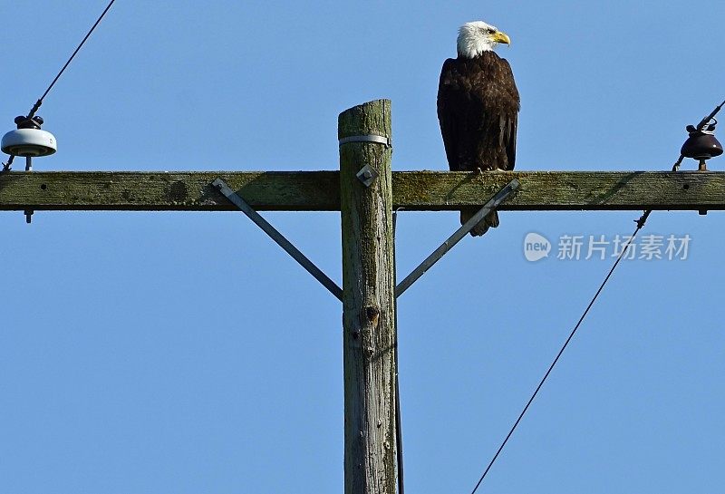 俄勒冈州的秃鹰