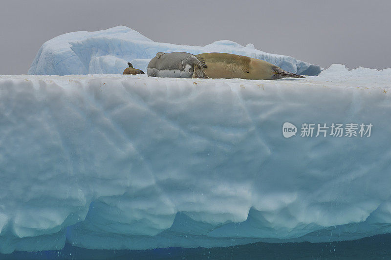 野生食蟹海豹在令人惊叹的风景南极半岛在大的南大洋