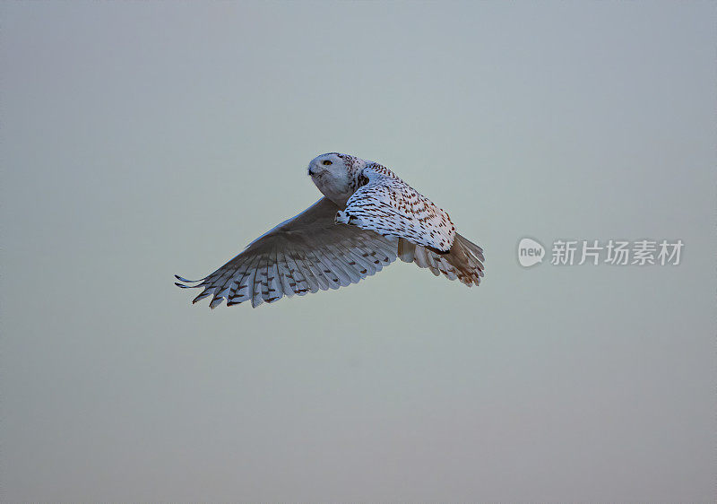 雪鸮飞行