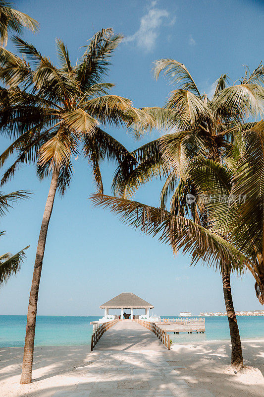 马尔代夫海滩码头与棕榈树