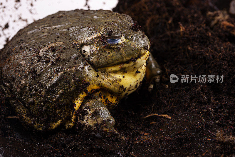 近距离观察非洲牛蛙