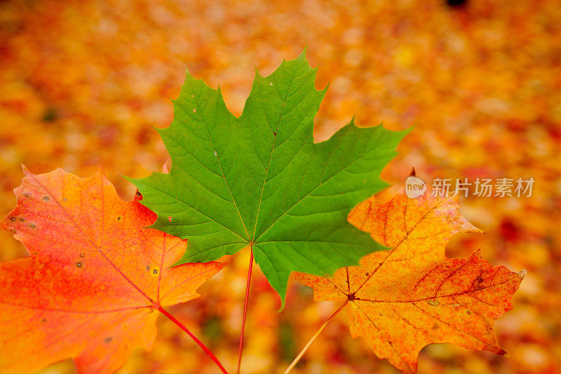 近处的枫叶，背景是秋天的森林