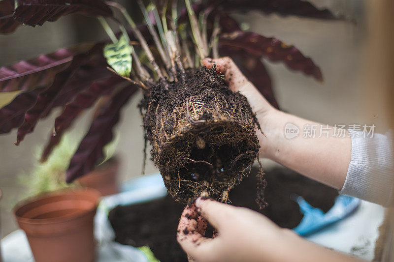 女孩移植植物