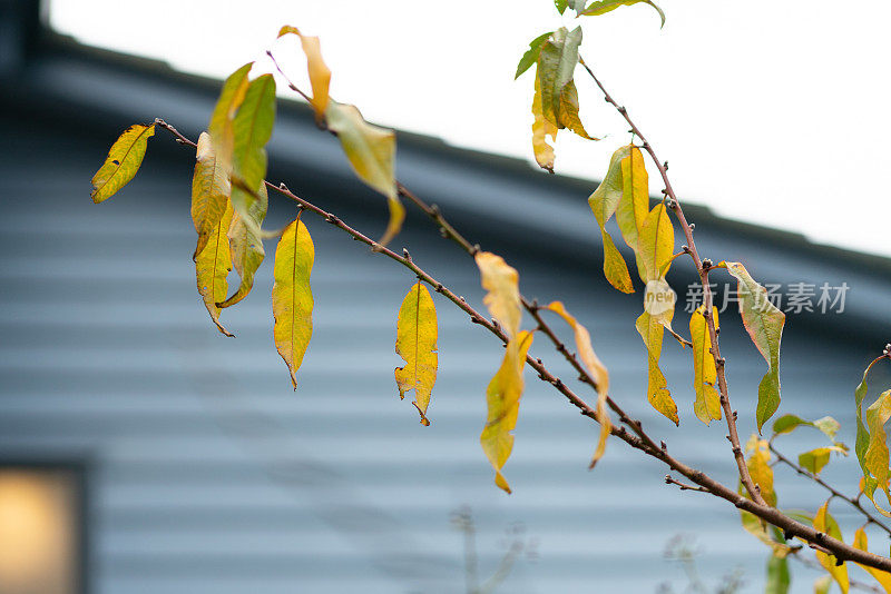 一棵桃树的黄色叶子在冬天靠着蓝色的隔板房子